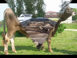 ithal hayvan besilik simental KAYALAR DANIŞMANLIK