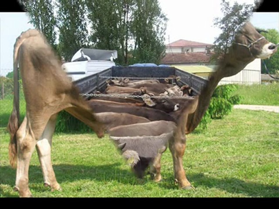 ithal hayvan besilik simental KAYALAR DANIŞMANLIK