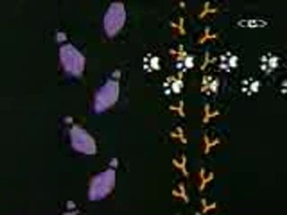 titi_et_grosminet_debut