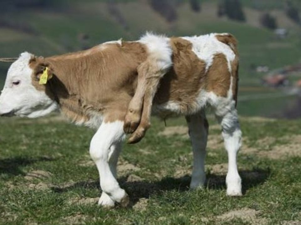 Une vache à 6 pattes en Suisse