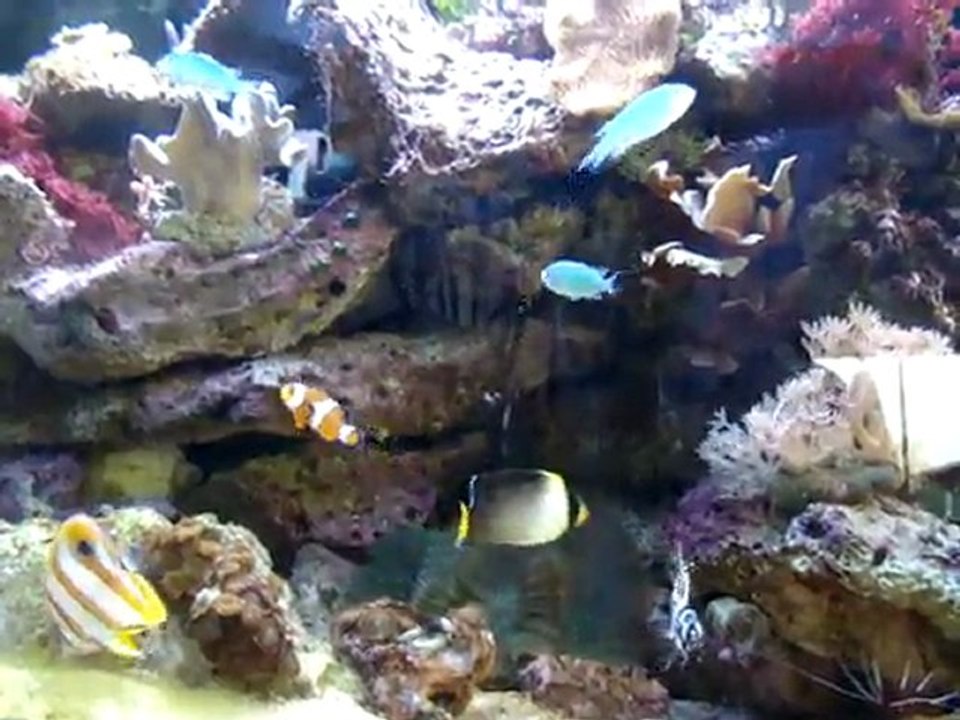 Mon aquarium eau de mer de 250l :
