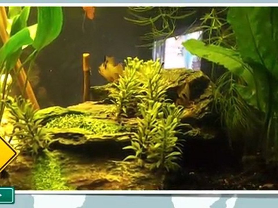 reproduction ramirezi