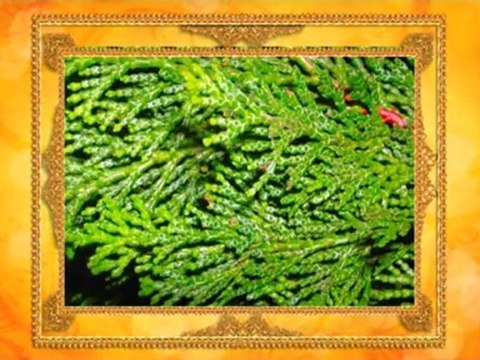 Yaşayan Fosiller Evrimi Yalanlıyor