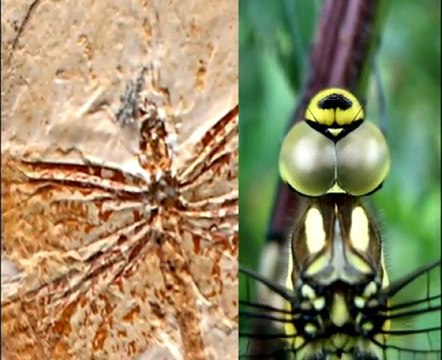 Yaşayan Fosiller: Yusufçuk