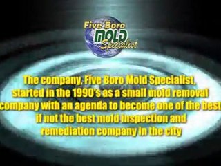 NY Mold Removal Companies NYC