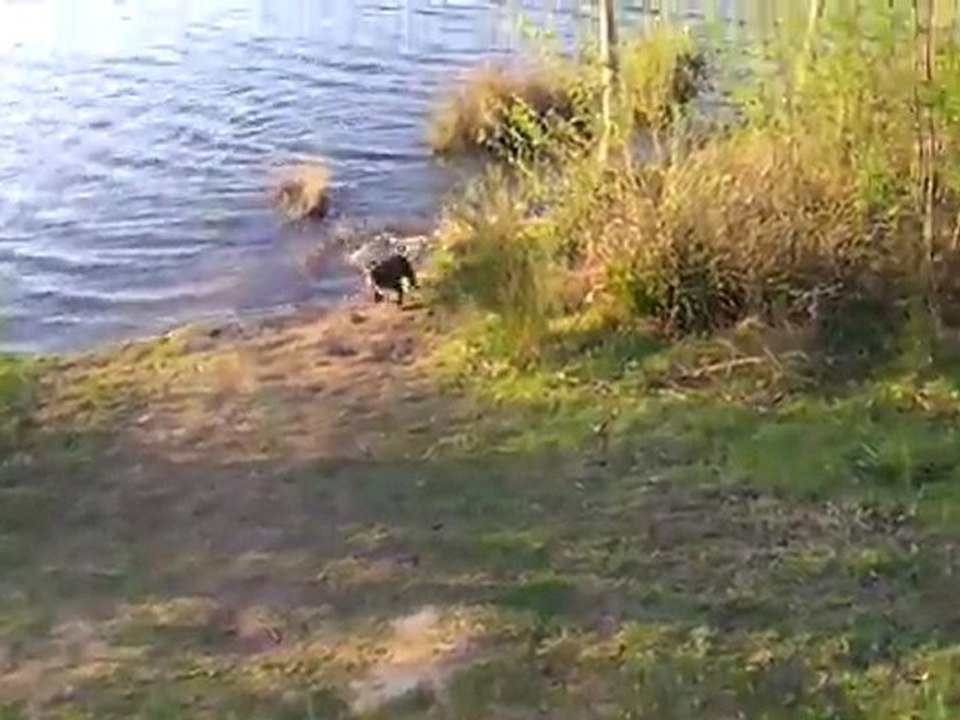 Bobby est fou de l'eau