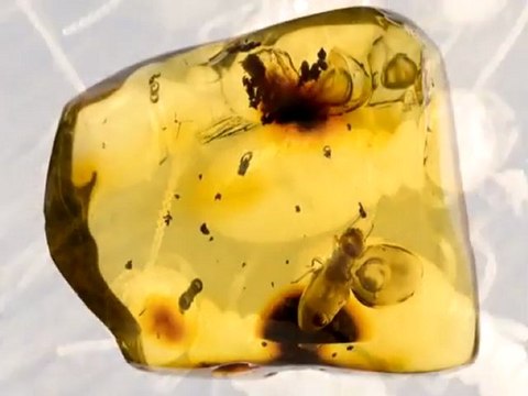 Yaşayan Fosiller: Termit