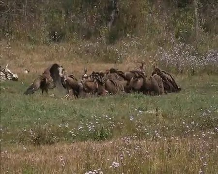Bal de charognards à Chitwan