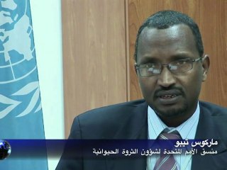 تفشي الحمى القلاعية في مصر يهدد المنطقة