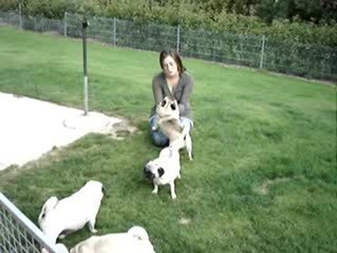 Les carlins de Sylvaine