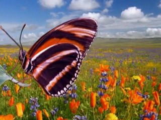 Kelebek Kanatları - GERÇEK HABER