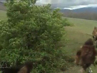 400 000 AC Homo Heidelbergensis en Atapuerca