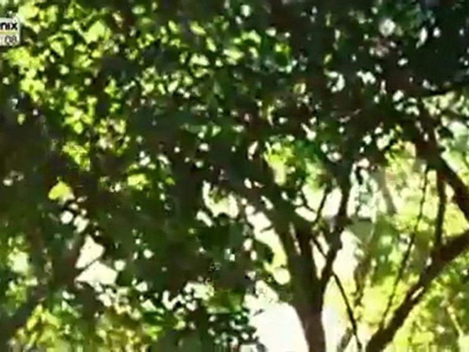 Homo Sapiens 1 - Teil 4 von 4.flv