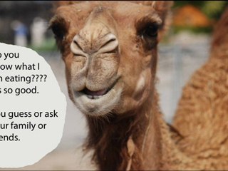 Do You Know What This Camel is Eating