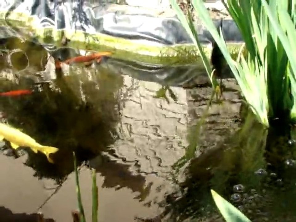 Mon bassin de 5000l
