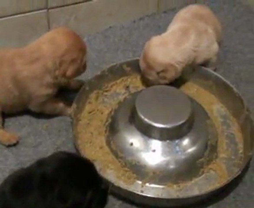 Portée 2012 : chiots labradors à 3 semaine