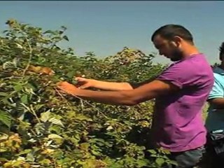 S.D.Ü. Ziraat Fakültesi Tanitim Videosu VTS_01_1