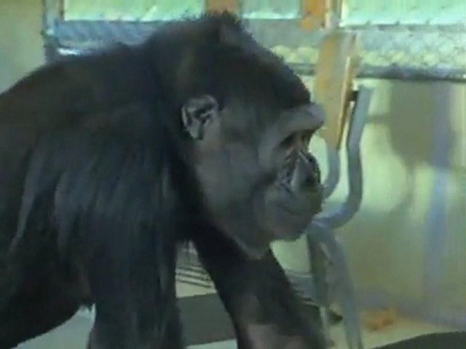 Koko, der sprechende Gorilla 4/8