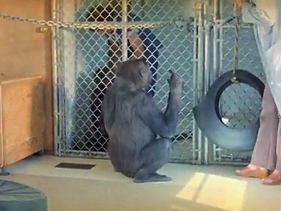 Koko, der sprechende Gorilla 5/8