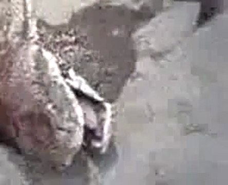 Edirne sazlıdere de 12 metre dev yılan videosu