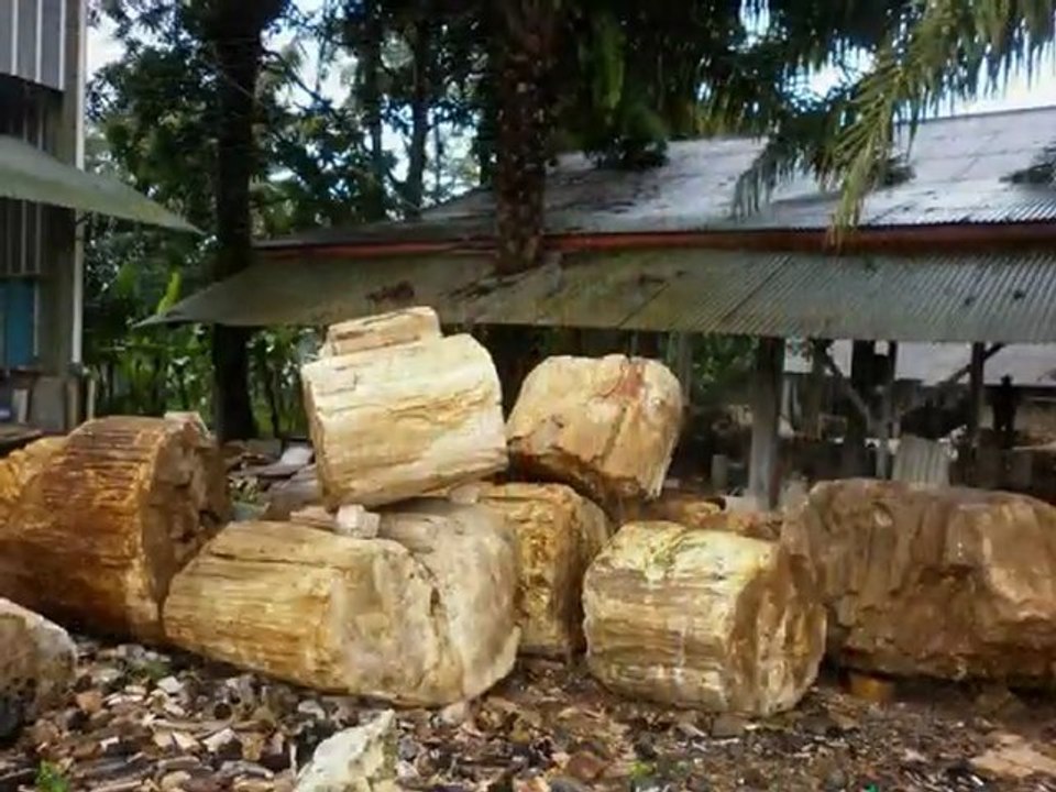 Petrified Wood Company