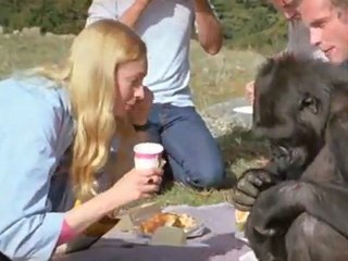 Koko, der sprechende Gorilla 8/8