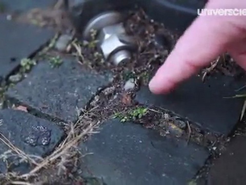 Missions Printemps 5/12 : Premières floraisons en ville