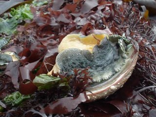 Ormeaux Trebeurden Bretagne  pêche à pieds