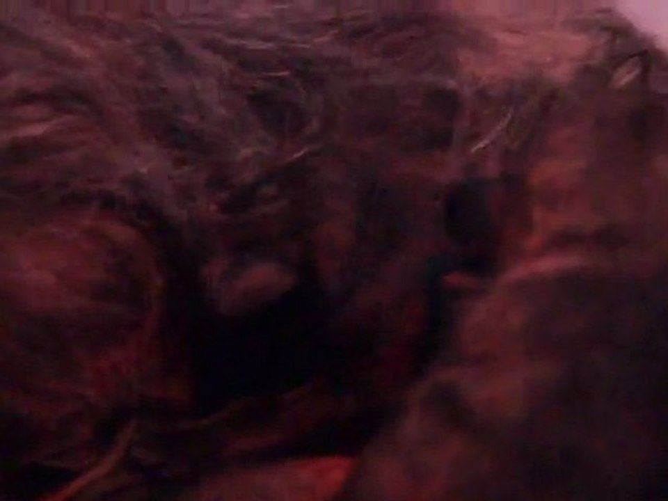 MAQ00187 chiots Elena