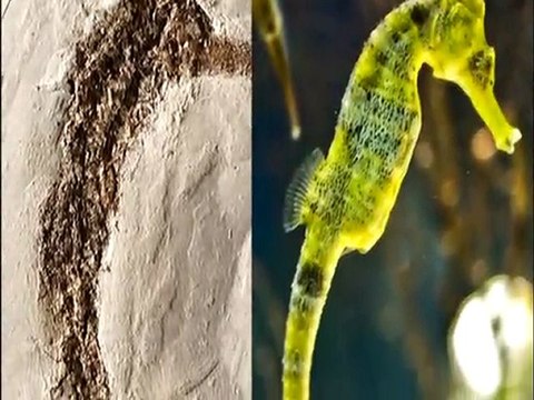 Yaşayan Fosiller: Deniz atı