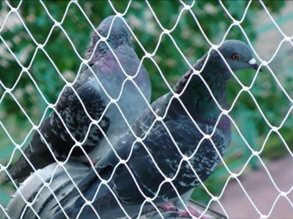 Red anti palomas en colegio de Buenos Aires