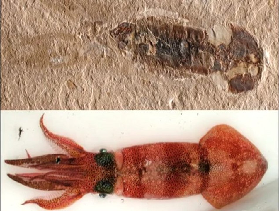 Yaşayan Fosiller: Kalamar