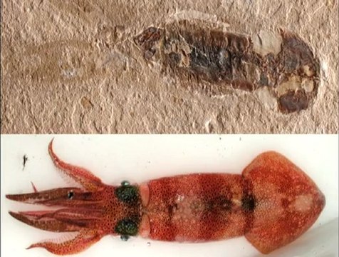 Yaşayan Fosiller: Kalamar