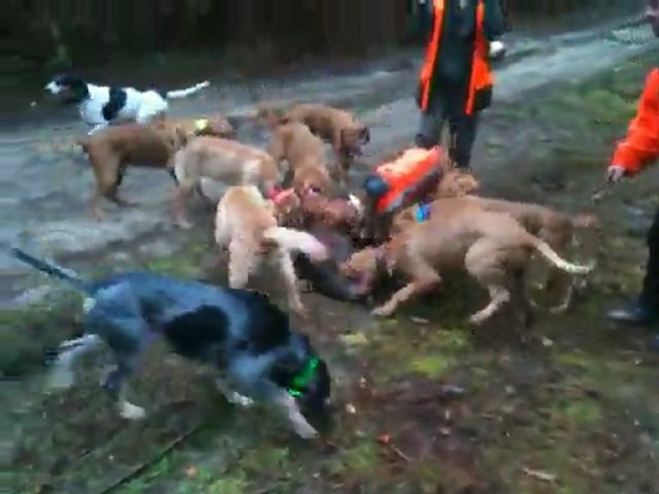 battue a la teste de busch en girande