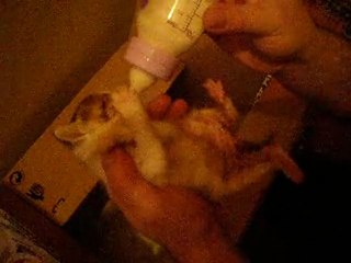 Annesi terkeden kedi yavruları biberonla süt içerken.:)