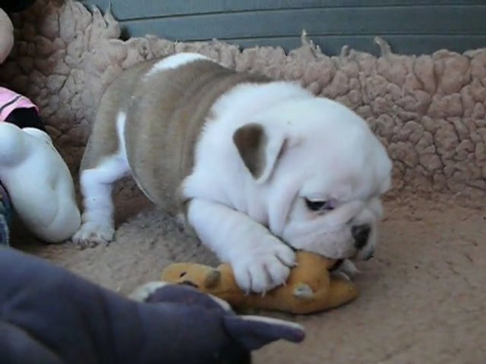 CHIOT BULLDOG ANGLAIS