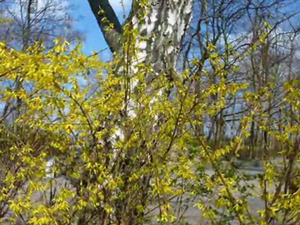 Forsycje