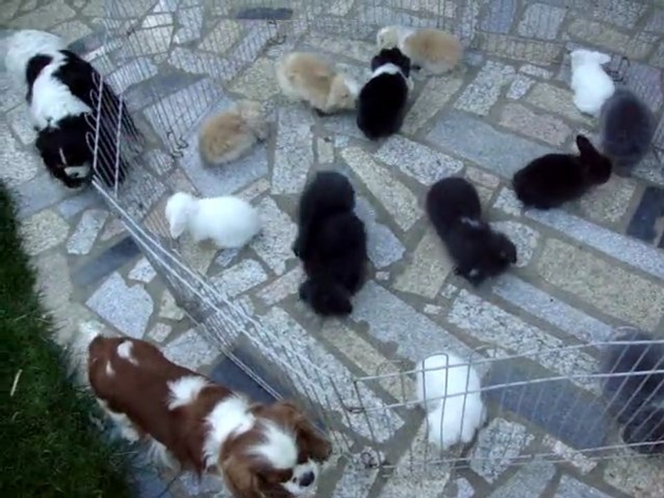 24_07 704 bébés lapins bélier nain angora et cavalier king charles