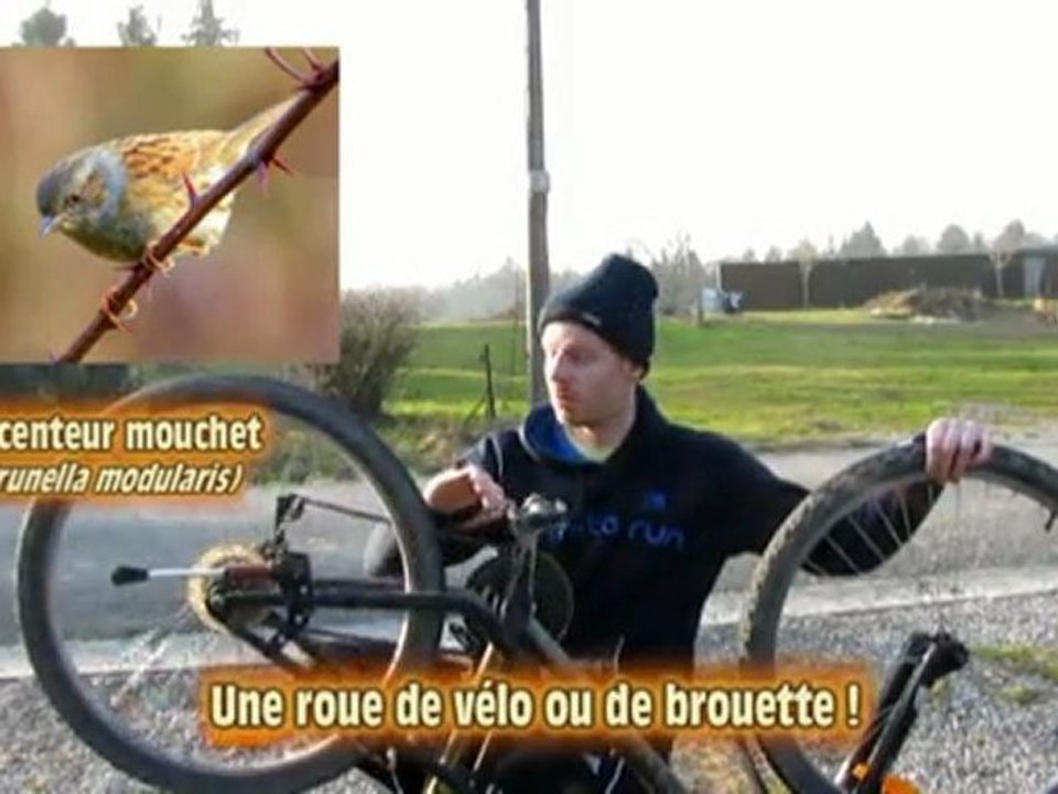 alouwette en campagne accenteur