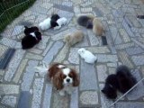 24_07 703 cavalier king charles et lapin bélier nain angora teddy dans le parc