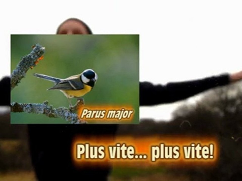 apprendre les chants d'oiseaux