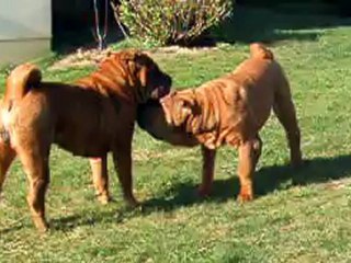 GGIBSON DES MING WAY & MUM ESCAPE