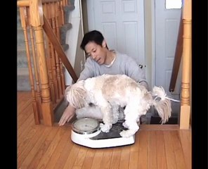Monitoring Dog Weight For Pet Health