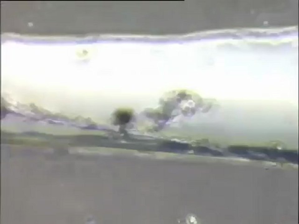 Essais d'élimination du filament 021N au chlorure ferrique à Noisy-le-Grand : examen de boues traitées depuis quelques jours (plus d'une semaine)