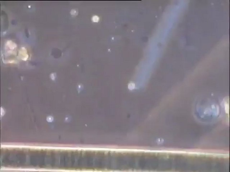 Examen des biomasses d'un étang envahi d'algues : observation d'un tardigrade et du reste de la microfaune au microscope