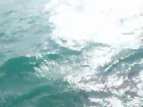 Croisiere avec les dauphins Bay of Islands N.Z