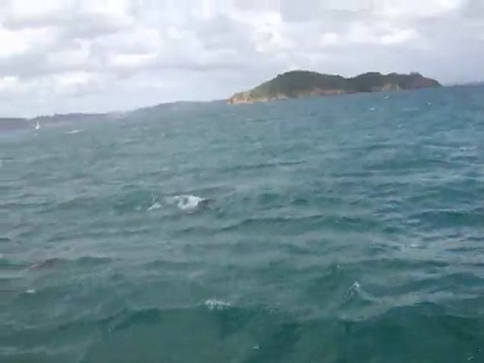Dauphins dans la Bay of Islands N.Z