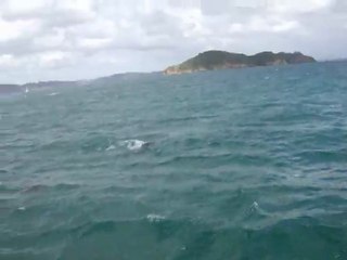 Dauphins dans la Bay of Islands N.Z