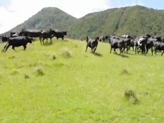 RC Car Bosses Cows Around