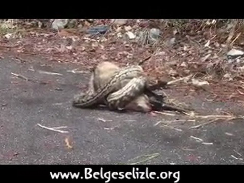 Piton'un Kanguru Avı www.belgeselizle.org